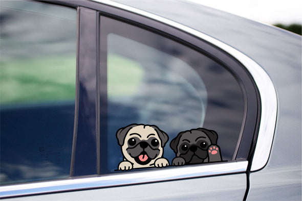 Two Cute Pugs Peeking