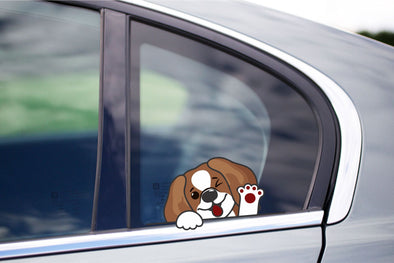 Cute Beagle Peeking