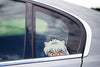 Inuyasha Peeking