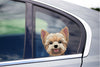 Cute Yorkie Peeking