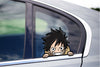 Monkey D Luffy Peeking