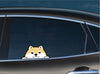 Shiba Inu Dog Peeking